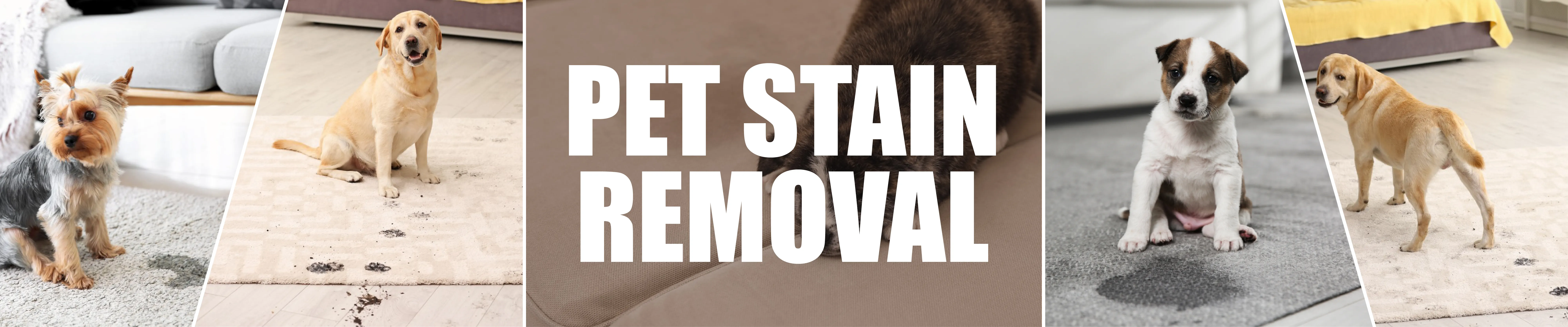 carpet cleaning in Queens, carpet cleaning services in Queens, carpet cleaning Queens, carpet cleaners in Queens, carpet cleaners services in Queens, commercial carpet cleaning, commercial carpet cleaning in Queens, Queens rug cleaners, rug cleaning services in Queens, same day carpet cleaning, same day rug cleaning